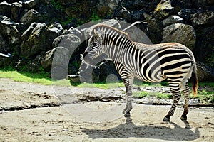 TheÂ plains zebraÂ Equus quagga, also known as theÂ common zebra, is the most common and geographically widespread